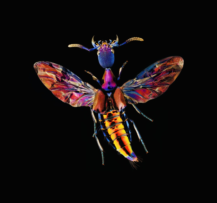 家中常见的飞虫图片_超微昆虫摄影集 薛翰阳 超微摄影作品