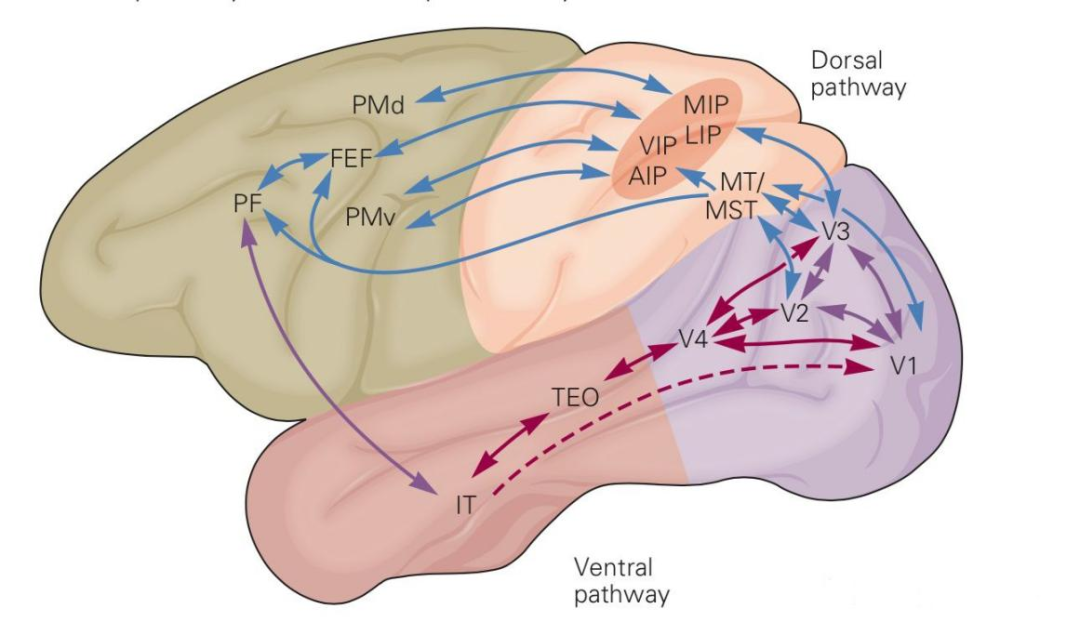 知觉的应用_知觉的基本特征 生活应用_简述应用知觉的经营策略有哪些