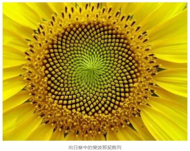 斐波那契数列生活应用_斐波那契数列生活中的例子_斐波那契数列生活中有哪些应用