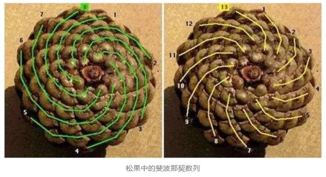 斐波那契数列生活中有哪些应用_斐波那契数列生活中的例子_斐波那契数列生活应用
