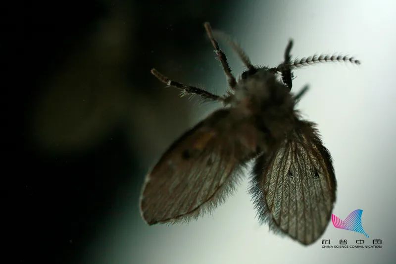 蛾蠓的来源和消灭方法_果蝇如何防治_常见的家里小虫子图片