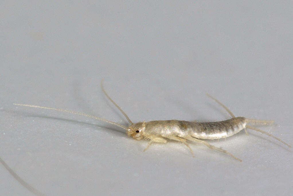 pg下载网站麻将胡了 白色虫子很细小爬的很快的是什么？这种虫子出现在家里的原因说明