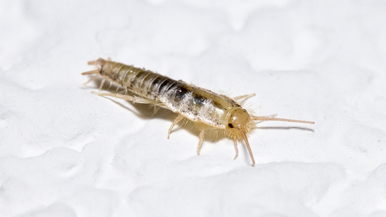 衣鱼出现家里的原因_家里 小虫子 1毫米 是什么 防 图_衣鱼防治方法