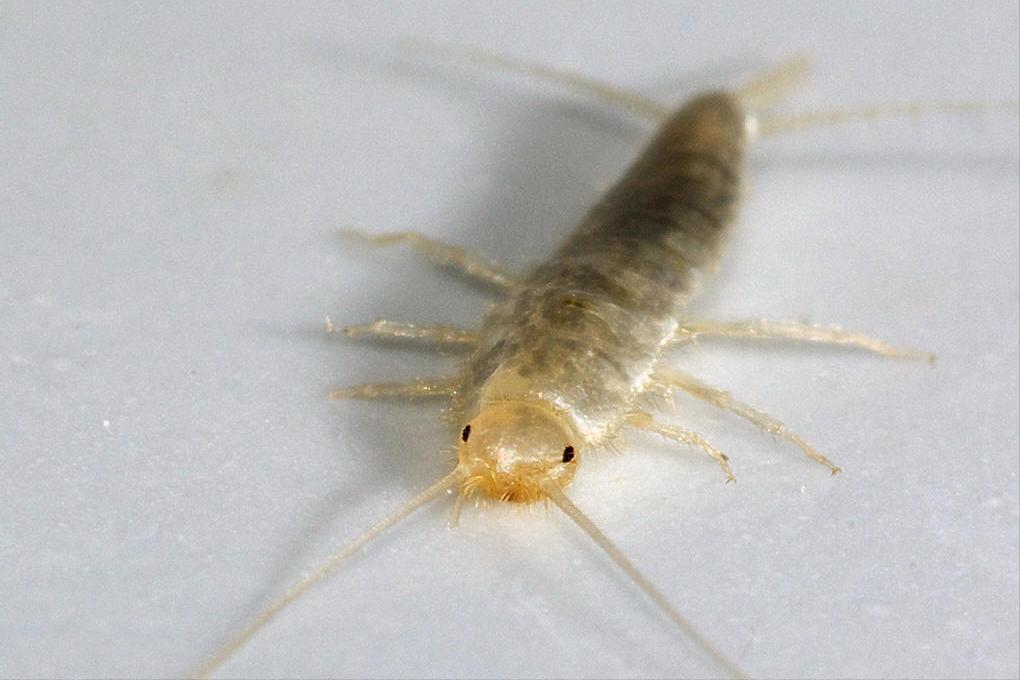 家里 小虫子 1毫米 是什么 防 图_衣鱼防治方法_衣鱼出现家里的原因