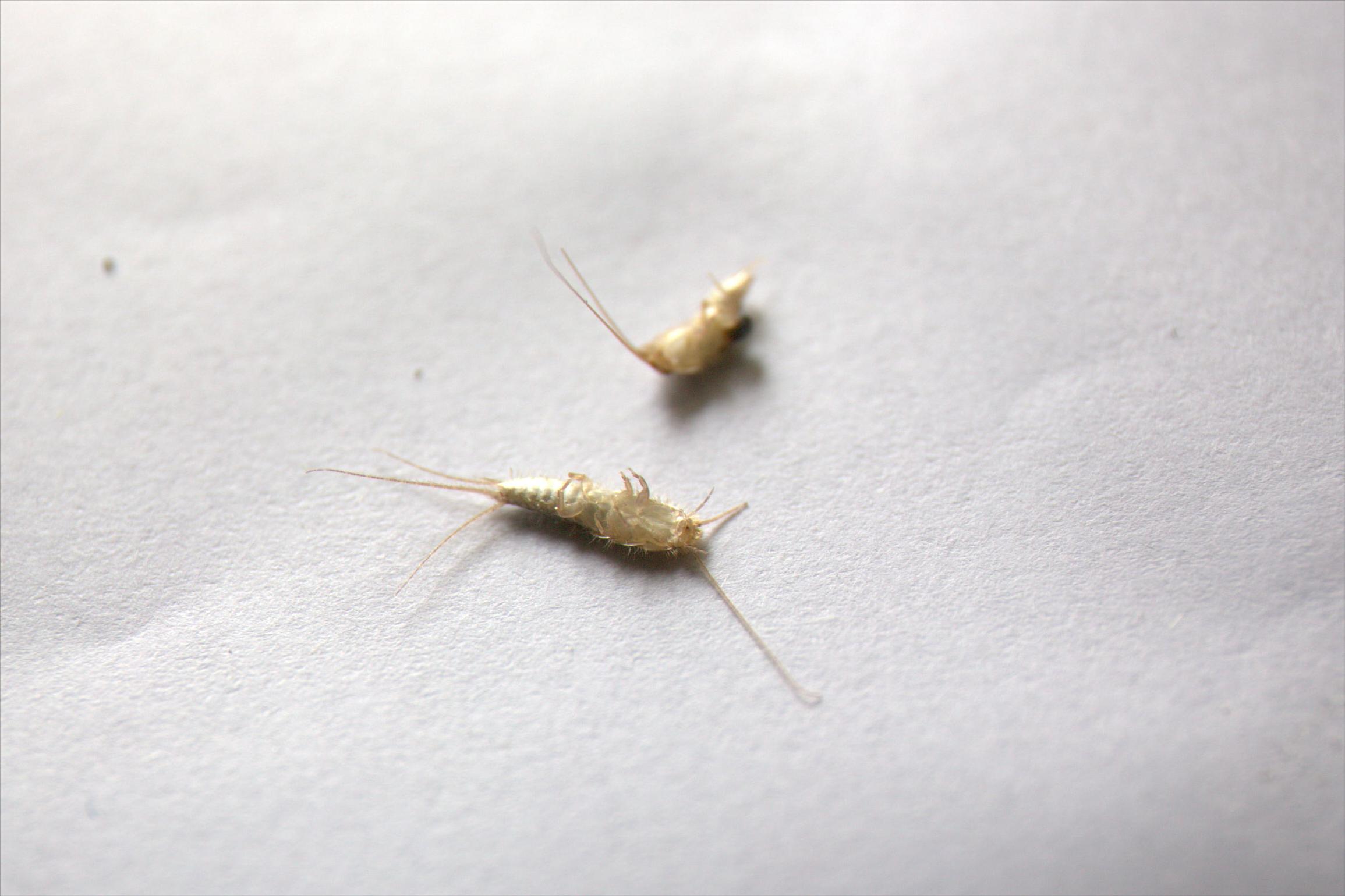 衣鱼防治方法_家里 小虫子 1毫米 是什么 防 图_衣鱼出现家里的原因