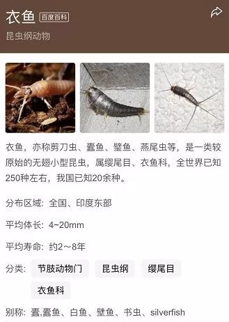 杀虫剂无效怎么办_衣鱼防治_家里 小虫子 1毫米 是什么 防 图