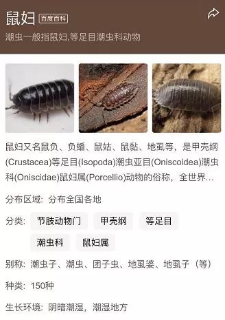 家里 小虫子 1毫米 是什么 防 图_杀虫剂无效怎么办_衣鱼防治