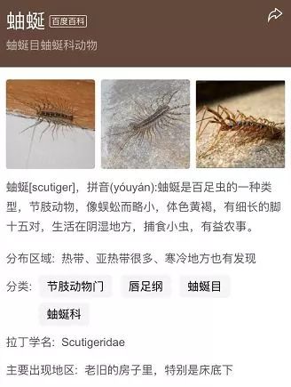 衣鱼防治_杀虫剂无效怎么办_家里 小虫子 1毫米 是什么 防 图