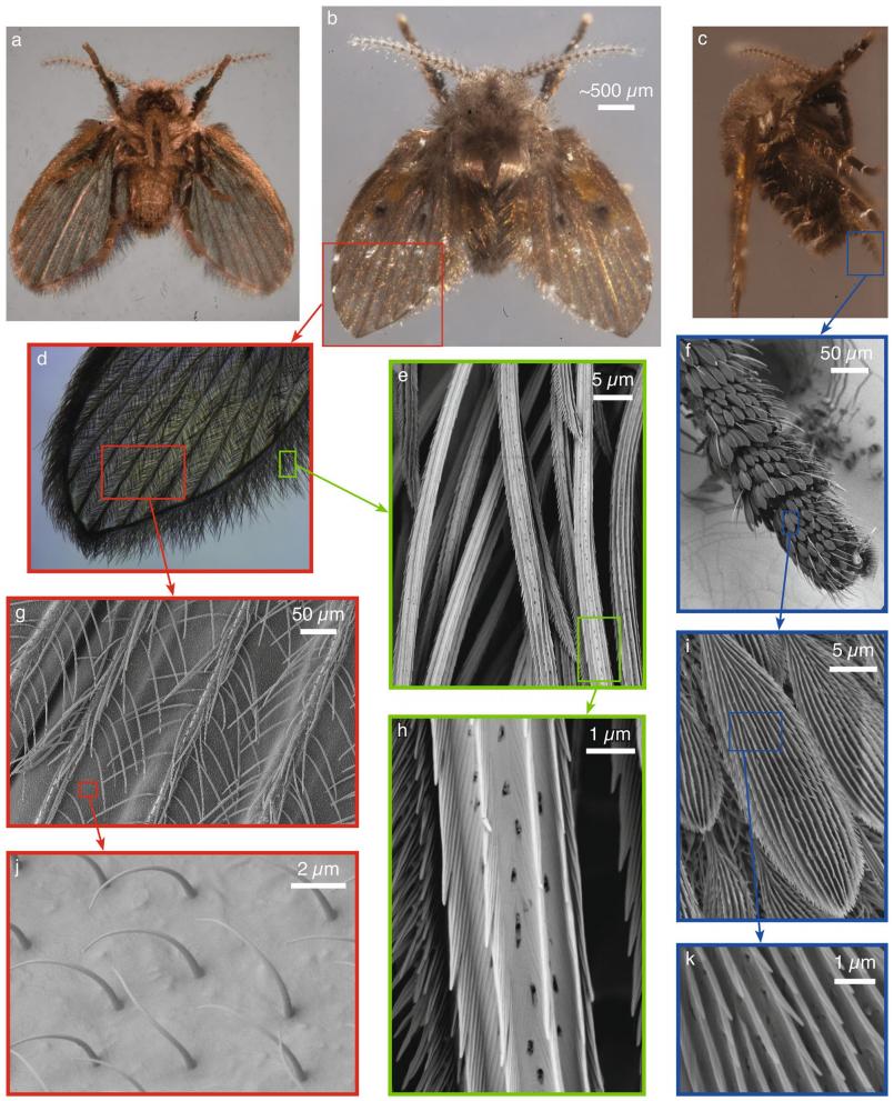 白斑蛾蚋 下水道昆虫 防治方法_家里 小虫子 1毫米 是什么 防 图