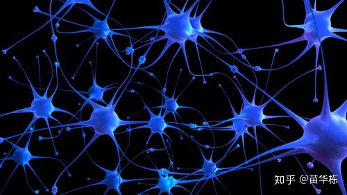 卷积在生活应用_卷积神经网络原理_仿生学