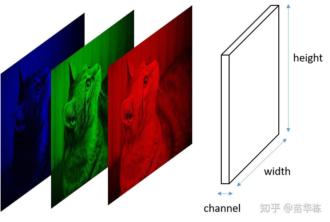 卷积在生活应用_卷积神经网络原理_仿生学