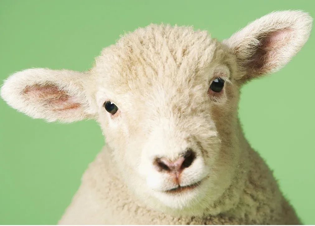 pg下载网站麻将胡了 科普丨什么是绵羊痘和山羊痘