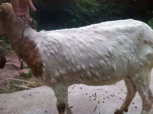 人感染羊痘病毒的治疗_绵羊痘疫情 防止以色列绵羊痘传入 中国绵羊痘和山羊痘疫情