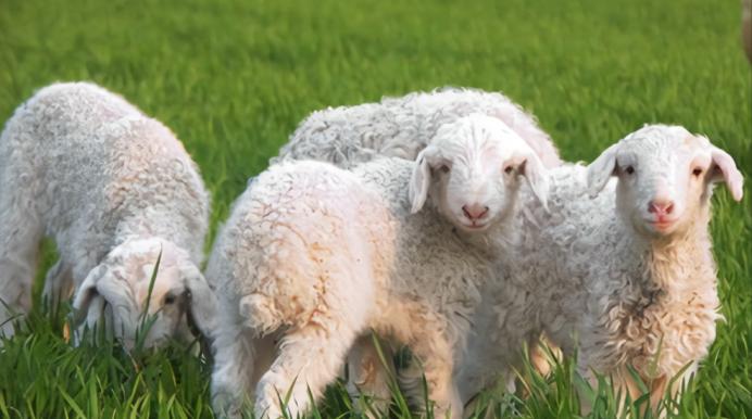 绵羊痘和山羊痘预防措施_人感染羊痘病毒的治疗_海关防止蒙古绵羊痘传入措施