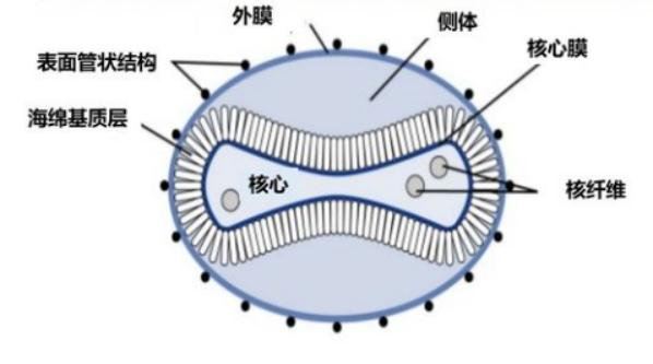 海关防止蒙古绵羊痘传入措施_人感染羊痘病毒的治疗_绵羊痘和山羊痘预防措施