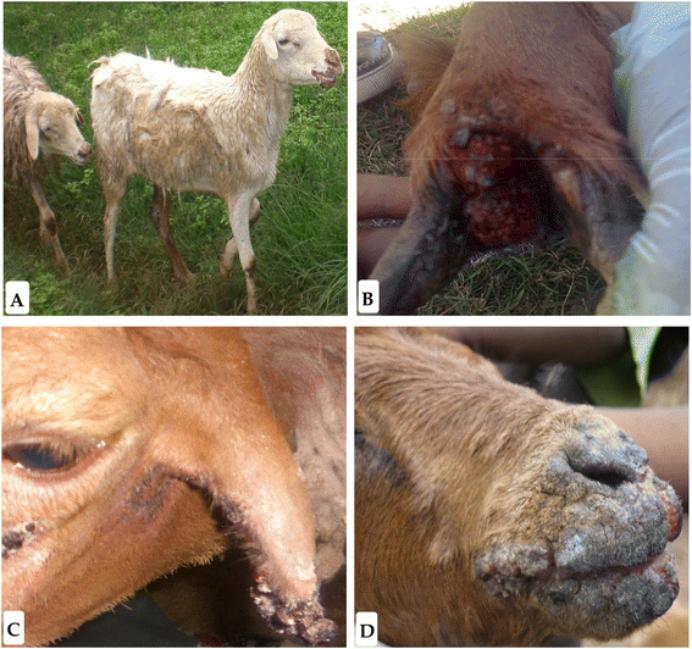 人感染羊痘病毒的治疗_海关防止蒙古绵羊痘传入措施_绵羊痘和山羊痘预防措施