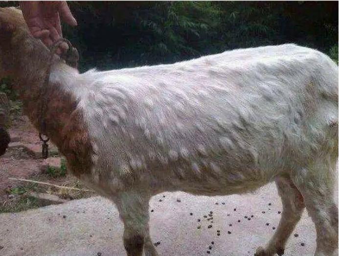 海关防止蒙古绵羊痘传入措施_绵羊痘和山羊痘预防措施_人感染羊痘病毒的治疗