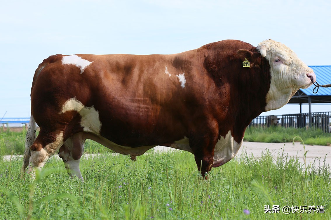 人感染羊痘病毒的治疗_牛结节病一免两灭三消毒_牛结节病预防措施