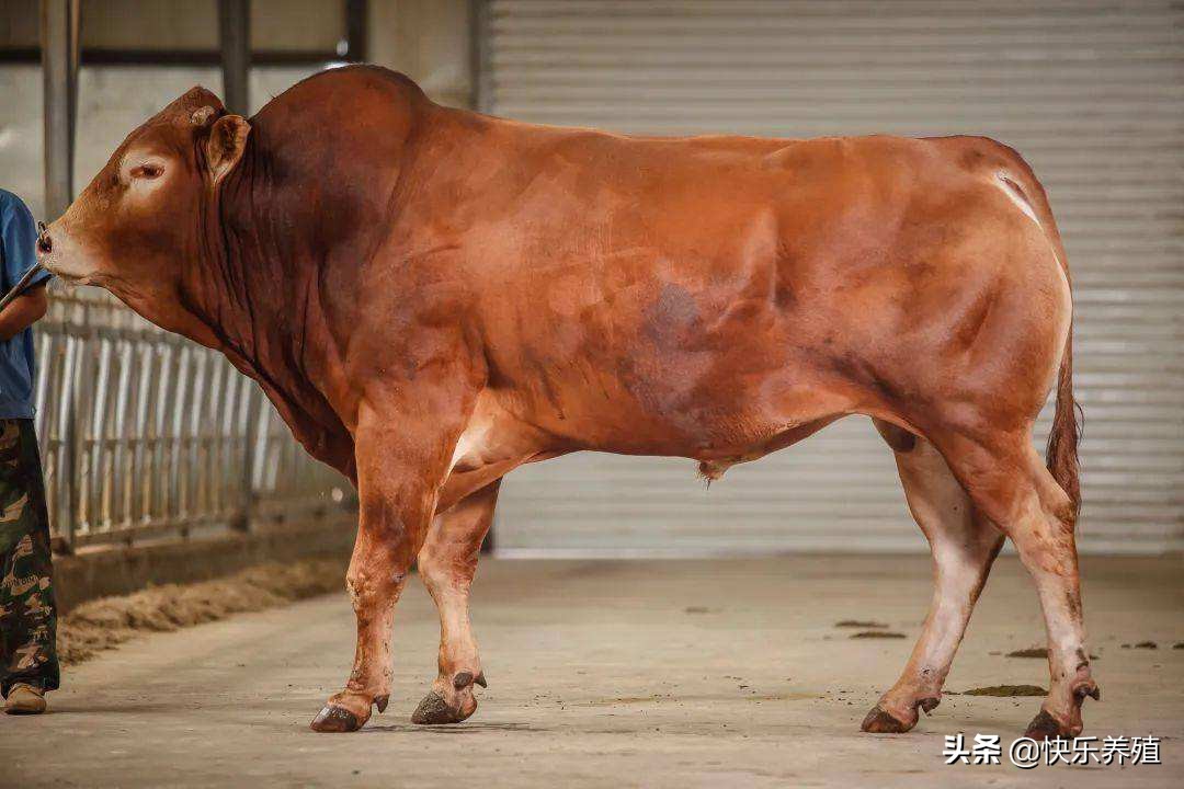 牛结节病一免两灭三消毒_牛结节病预防措施_人感染羊痘病毒的治疗