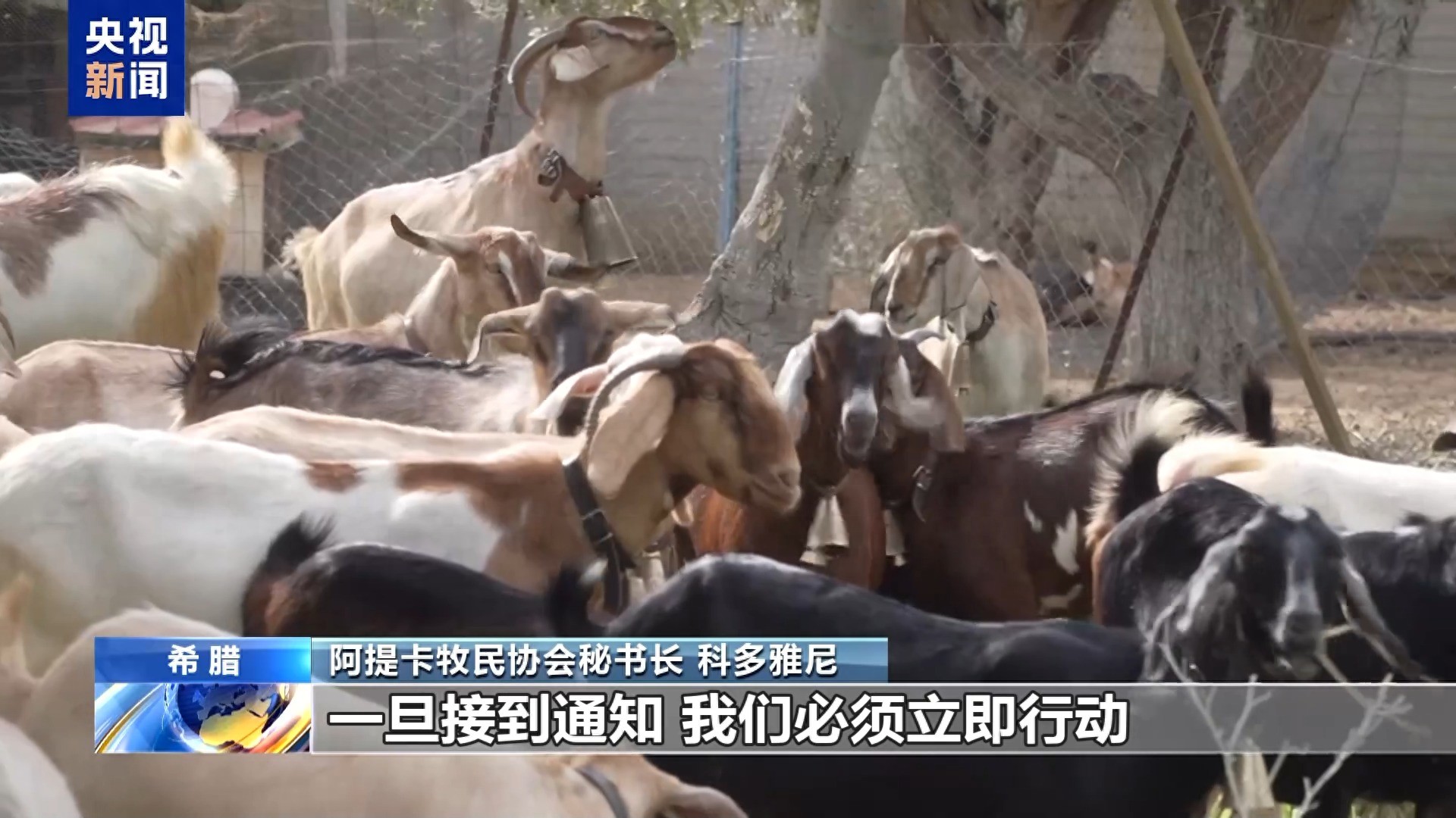 pg下载麻将胡了A.旗舰厅进体育.cc 羊痘疫情加剧 希腊畜牧业损失惨重