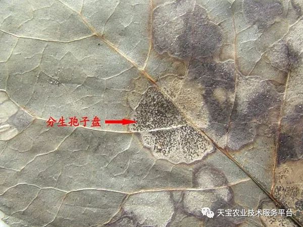 pg下载 无花果常见病虫害防治技术！