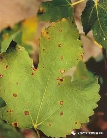 无花果锈病发病规律防治方法_无花果病虫_无花果灰斑病症状防治药剂