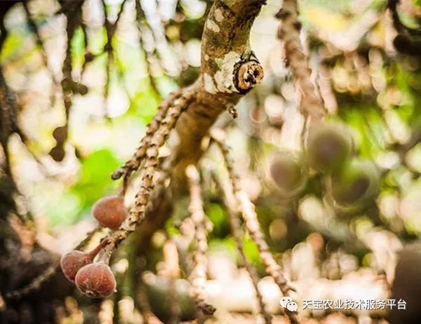 无花果病虫_无花果灰斑病症状防治药剂_无花果锈病发病规律防治方法