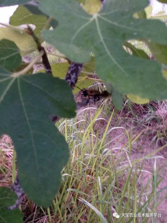 无花果锈病发病规律防治方法_无花果灰斑病症状防治药剂_无花果病虫