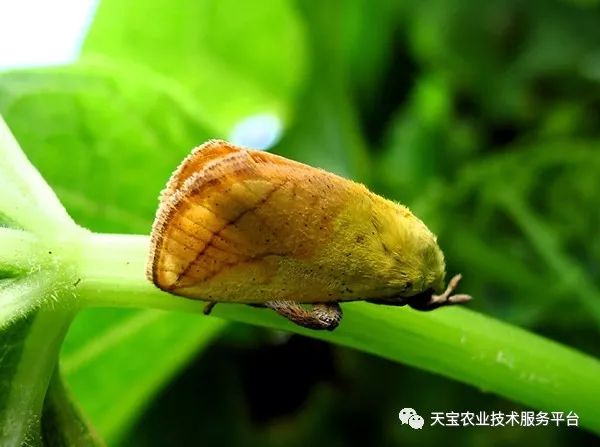 无花果灰斑病症状防治药剂_无花果病虫_无花果锈病发病规律防治方法