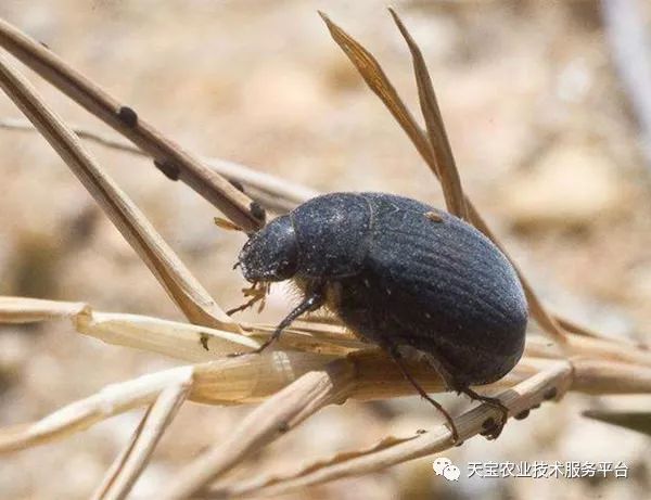 无花果锈病发病规律防治方法_无花果灰斑病症状防治药剂_无花果病虫