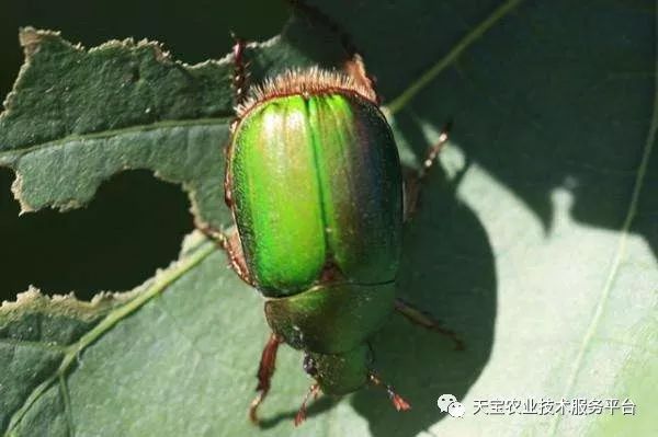 无花果锈病发病规律防治方法_无花果灰斑病症状防治药剂_无花果病虫
