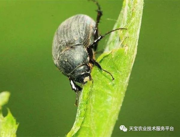 无花果锈病发病规律防治方法_无花果灰斑病症状防治药剂_无花果病虫