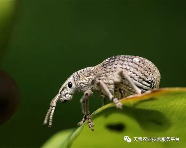 无花果锈病发病规律防治方法_无花果灰斑病症状防治药剂_无花果病虫