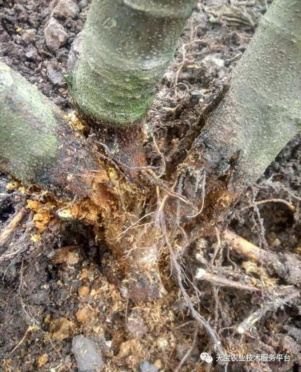 无花果病虫_无花果锈病发病规律防治方法_无花果灰斑病症状防治药剂