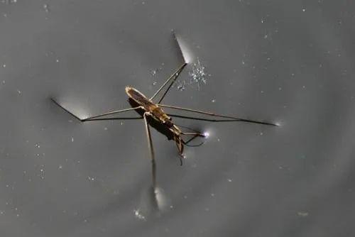 非牛顿流体生活应用_非牛顿流体特性_轻功水上漂实验