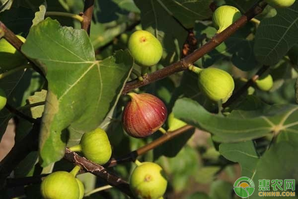 pg下载麻将胡了 无花果病虫害有哪些？如何防治？