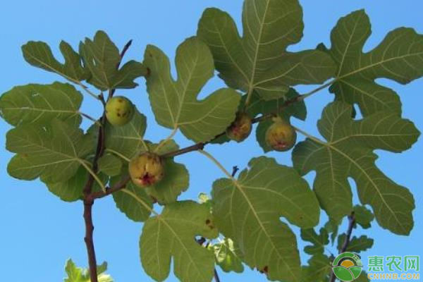 无花果病虫害有哪些？如何防治？-图片版权归惠农网所有