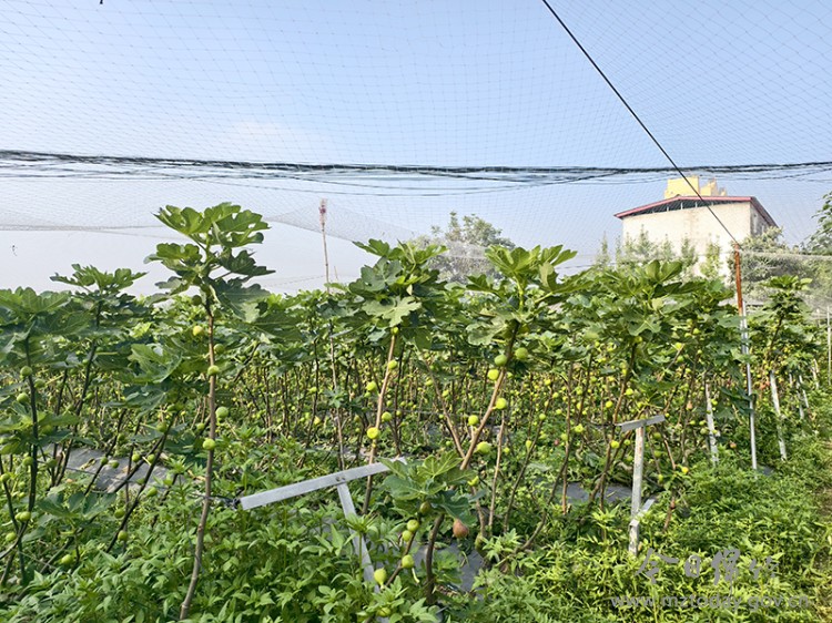 pg下载麻将胡了安卓专属特惠.安卓应用版本.中国 【乡村振兴】绵竹：无花果迎来丰收采摘季