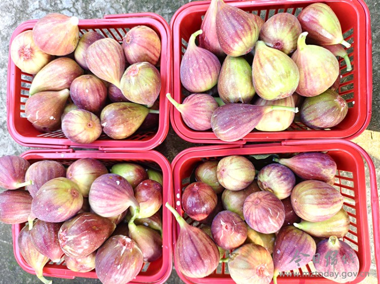 波姬红无花果采摘体验_无花果种植方法_无花果病虫