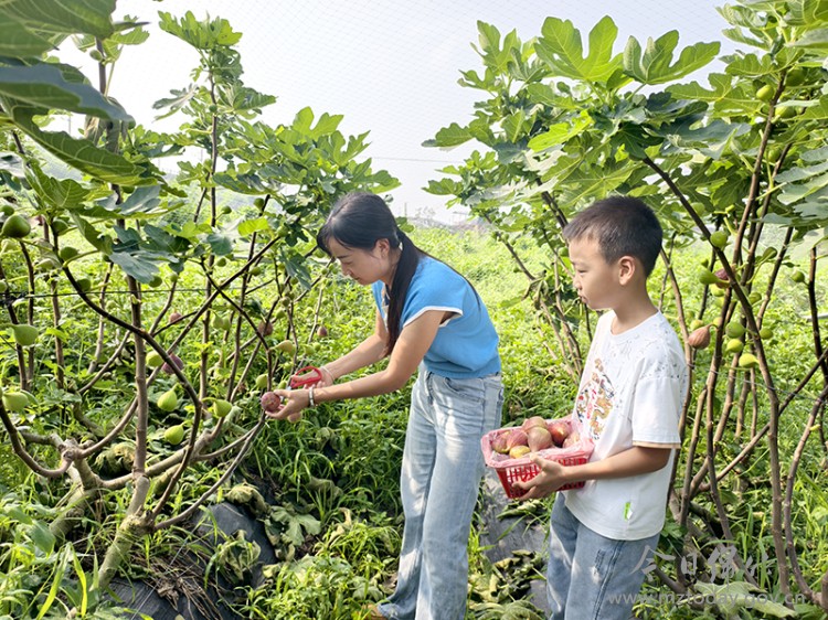 波姬红无花果采摘体验_无花果种植方法_无花果病虫