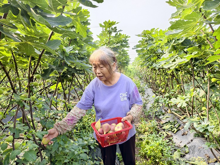 无花果病虫_无花果种植方法_波姬红无花果采摘体验