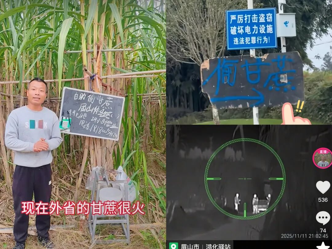 pg下载赏金下载 自助“偷甘蔗”爆火，偷菜游戏永不落幕