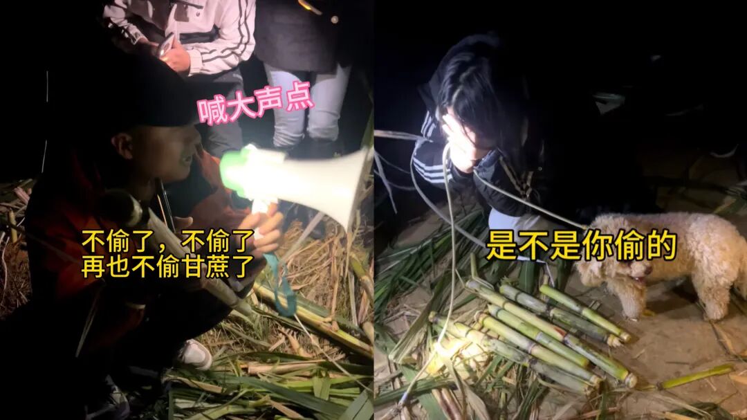 9.9元偷甘蔗体验_kxw_四川眉山偷甘蔗活动