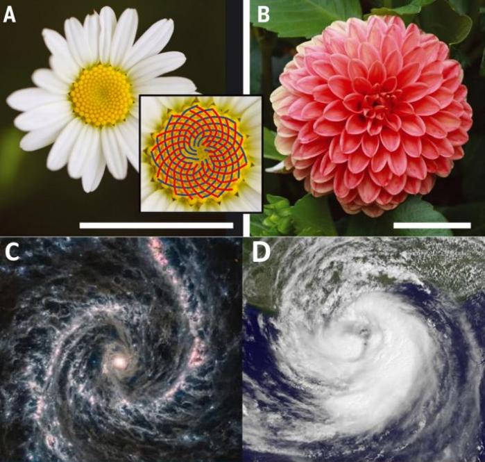 斐波那契数列生活应用_斐波那契数列 自然界应用 颗石藻 光合作用效率