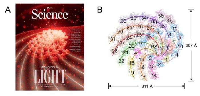 斐波那契数列生活应用_斐波那契数列 自然界应用 颗石藻 光合作用效率