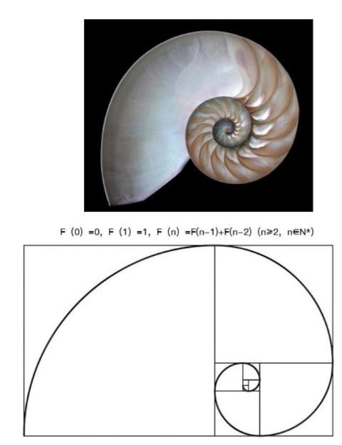 斐波那契数列生活应用_斐波那契数列 自然界应用 颗石藻 光合作用效率