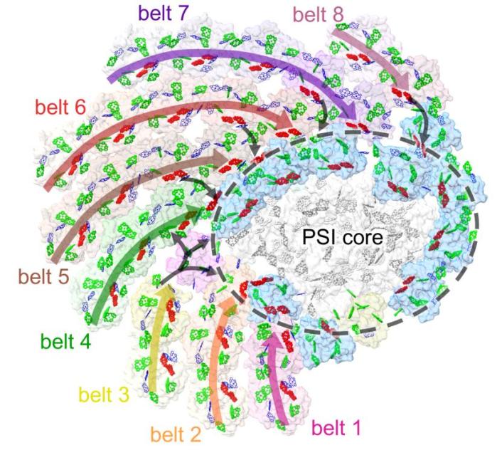 斐波那契数列 自然界应用 颗石藻 光合作用效率_斐波那契数列生活应用