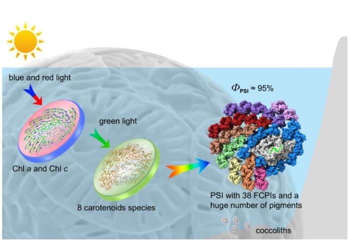 斐波那契数列 自然界应用 颗石藻 光合作用效率_斐波那契数列生活应用