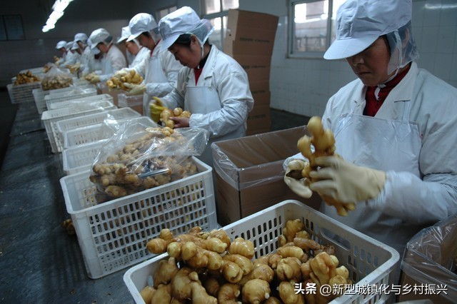 合作社的成员往来_中国农业合作社发展历程_农业合作社类型及功能