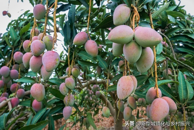 农业合作社类型及功能_合作社的成员往来_中国农业合作社发展历程